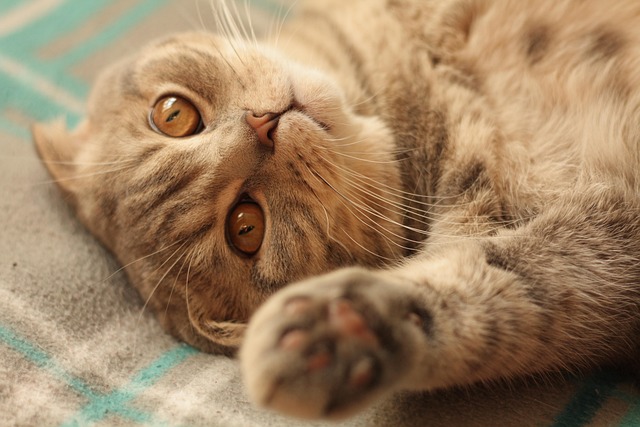 Free Cat Animal photo and picture