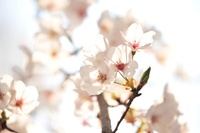 Free Japan Cherry Blossoms photo and picture