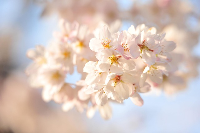 Free Japan Cherry Blossoms photo and picture
