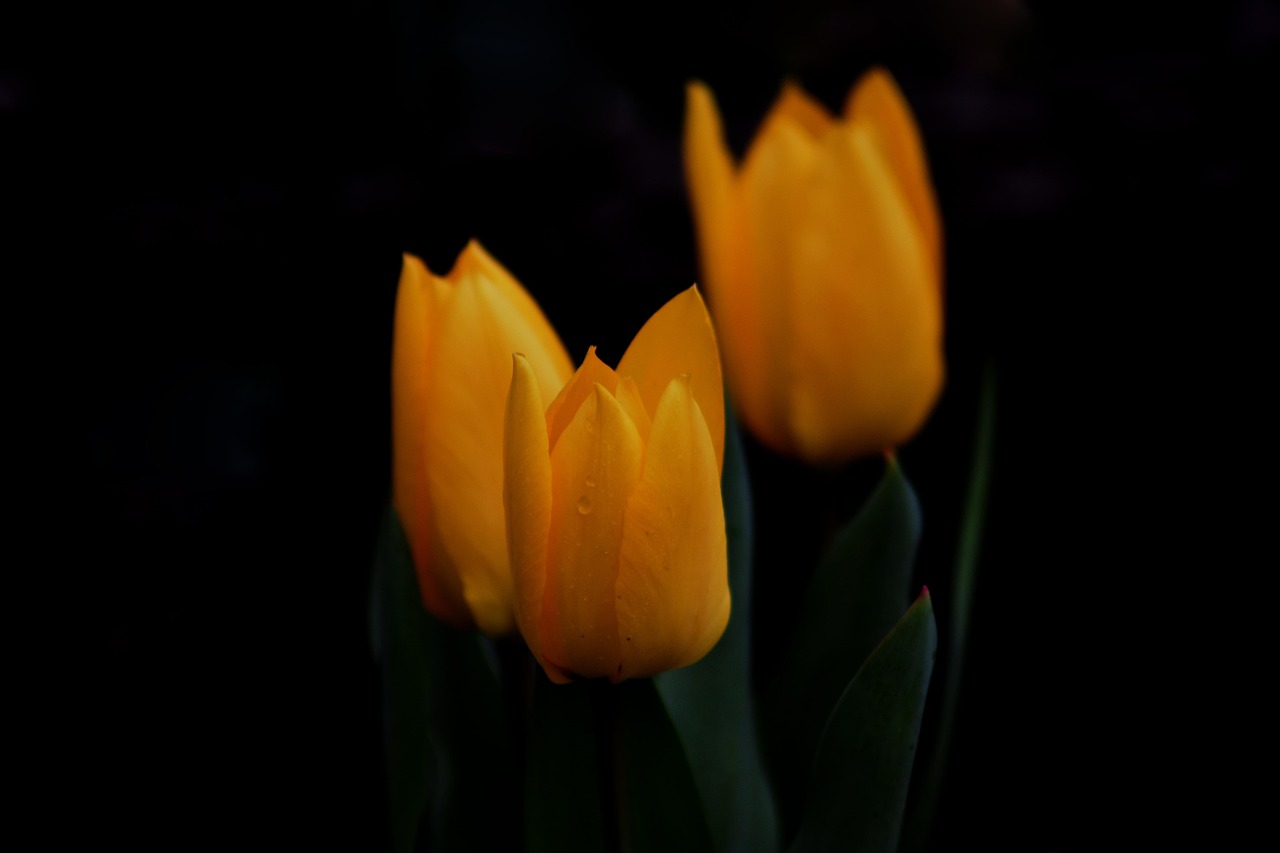 Tulip Yellow Garden Blooms - Free photo on Pixabay - Pixabay