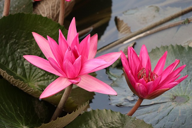 Multipe Floral 40,000+ Free Multiple Flowers & Nature Images - Pixabay
