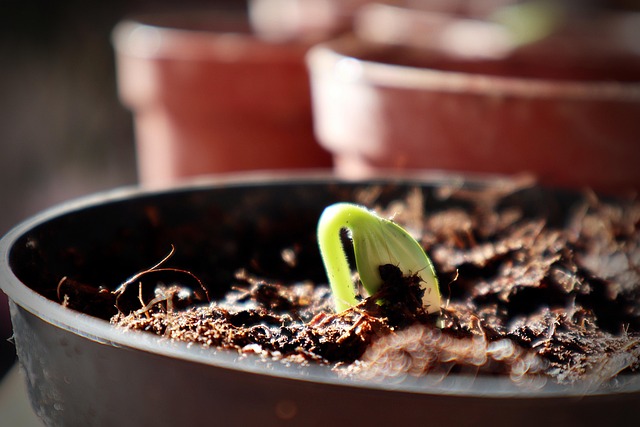 Free Potted Plant Sapling photo and picture