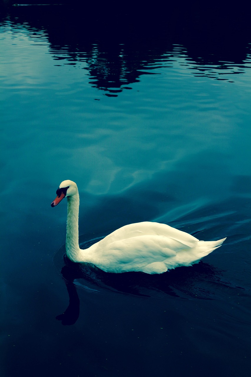 Cygne L'Eau Bleu Oiseau - Photo gratuite sur Pixabay - Pixabay