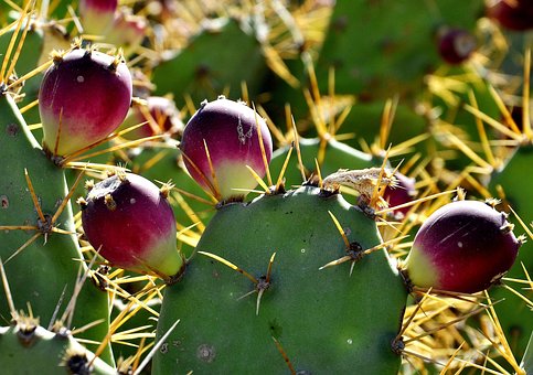 Free Cactus Cacti photo and picture