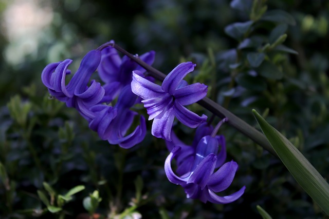 青 花 自然 - Pixabayの無料写真 - Pixabay
