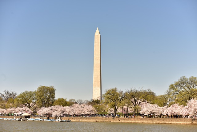 Cherry Blossom, Washington Dc, Forår