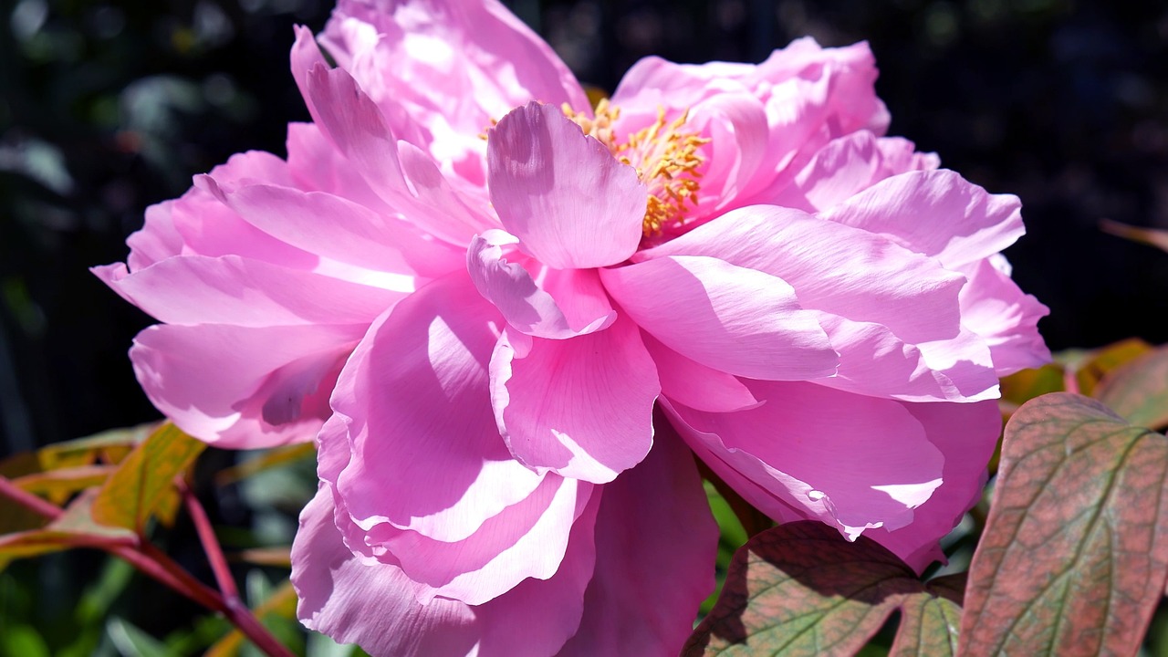 Fleur Pivoine Les Pivoines Photo Gratuite Sur Pixabay Pixabay fleur-pivoine-les-pivoines-photo-gratuite-sur-pixabay-pixabay