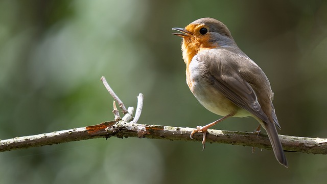 Vögel, Robin, Gemeinde, Natur, Frühling