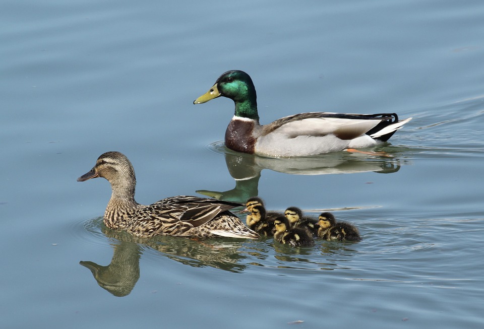 Família Pato Selvagem Patinhos - Foto gratuita no Pixabay