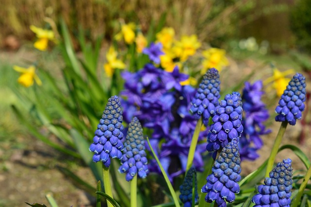Flor, Primavera, Fundo Flor, Sol