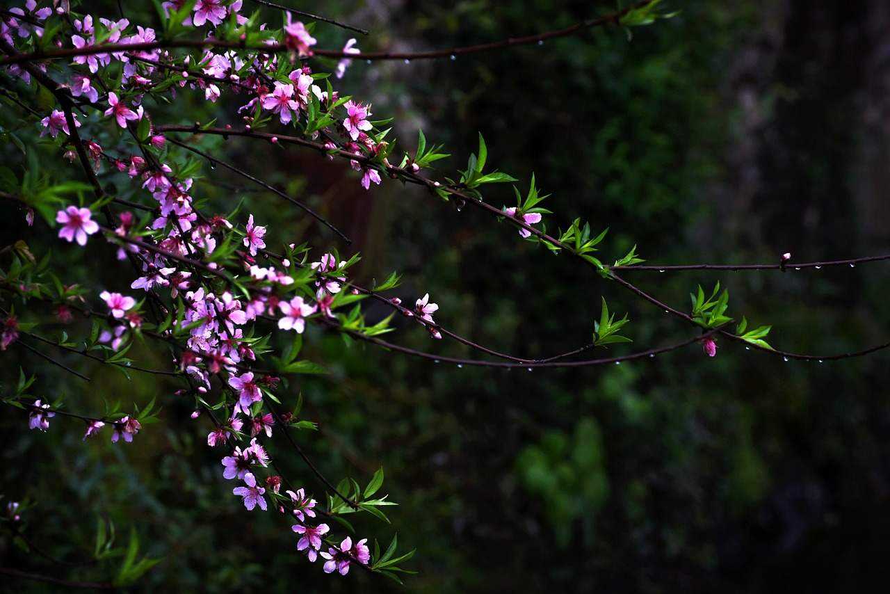 Peach Blossom Rain Free photo on Pixabay Pixabay