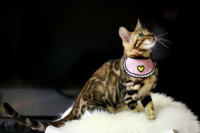 Katze, Tier, Pelz, Tiger, Gefährlich