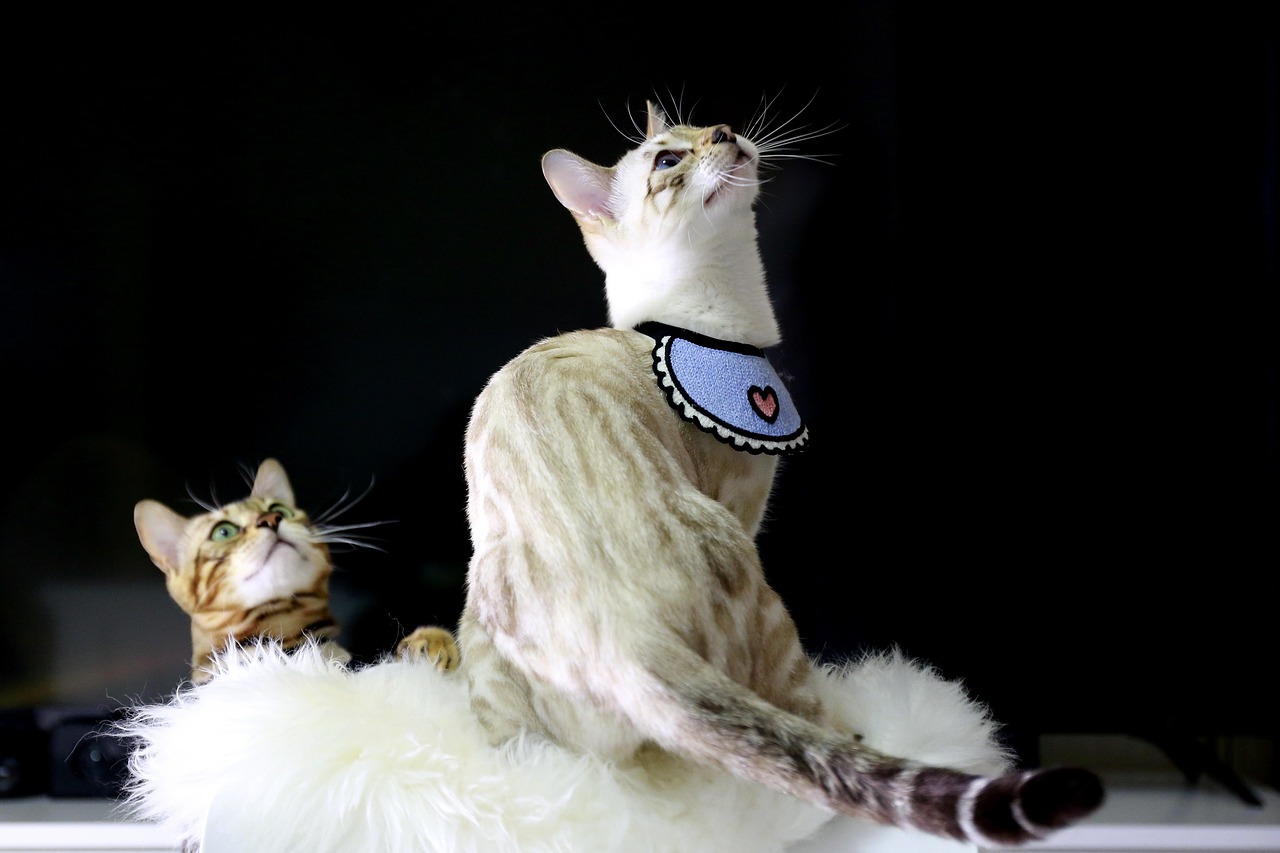 cats