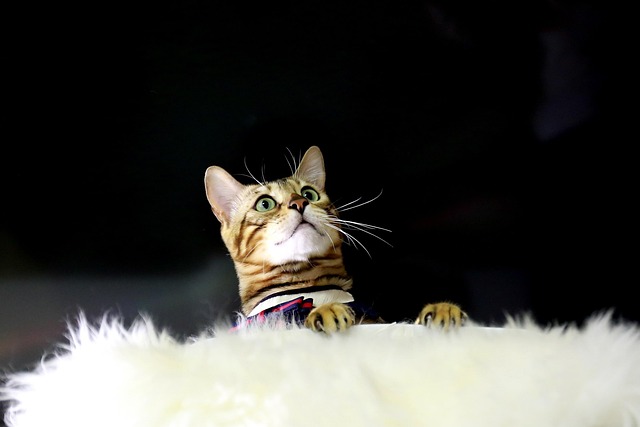 Katze, Bengal Katze, Baby Katzen, Tier