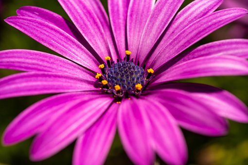Flor, Macro, Naturaleza, Planta, Jardín