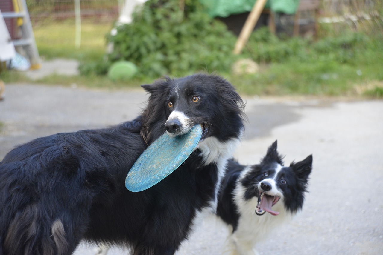 幸せ 犬 フリスビー Pixabayの無料写真