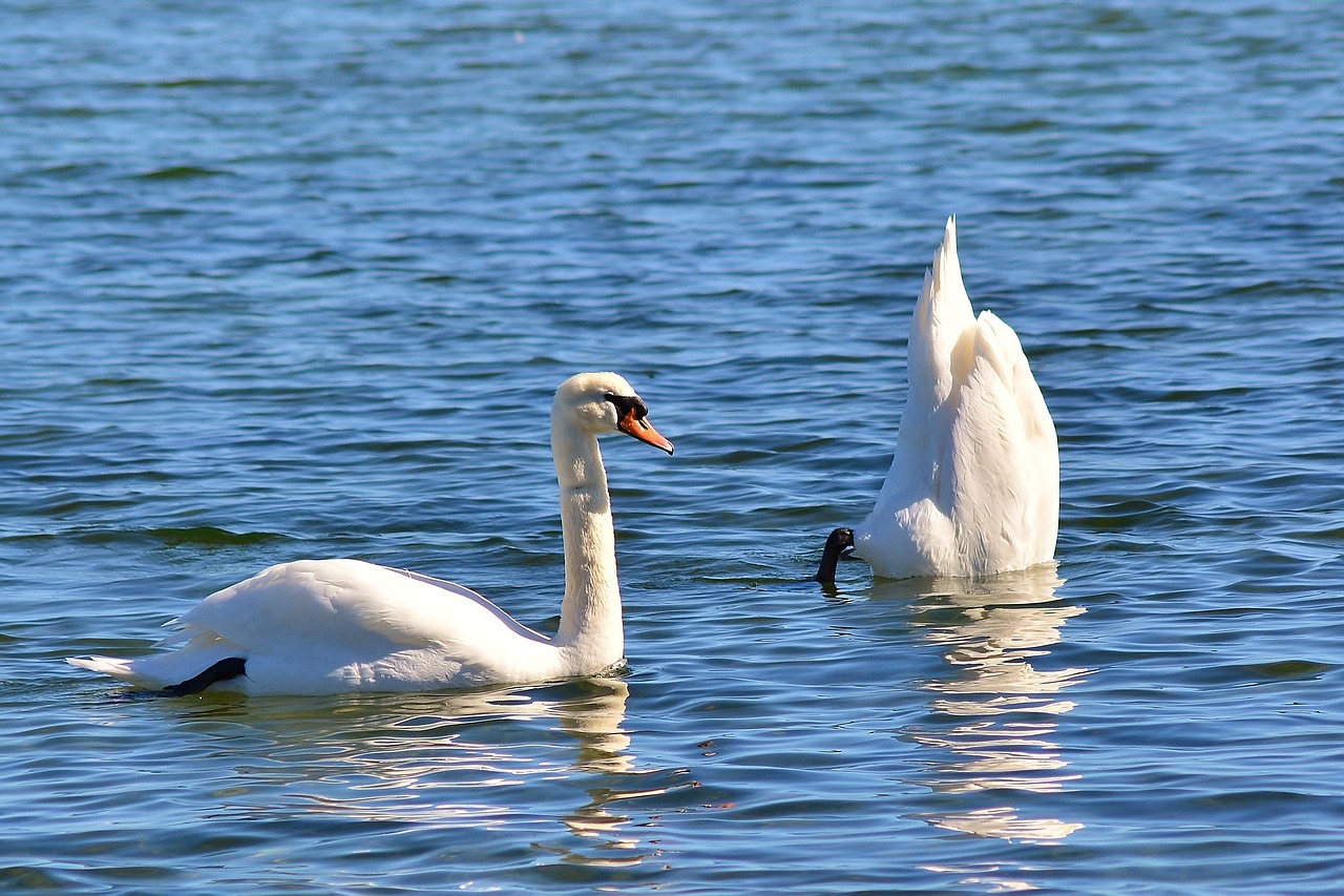 Swan Dive Baltic Sea Water Free photo on Pixabay