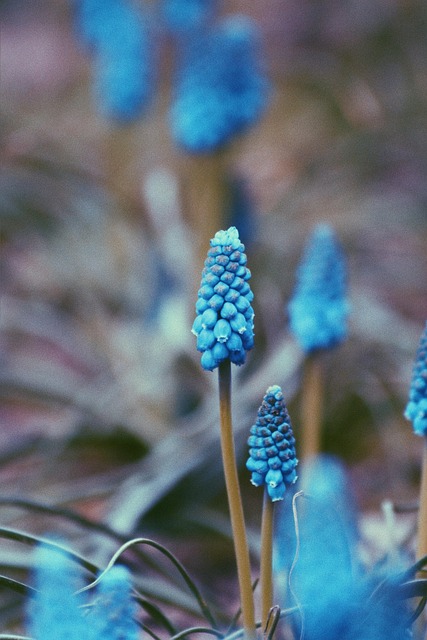 Blå, Flora, Skønhed, Grøn, Natur