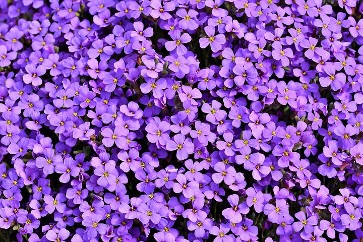 超过10 张关于 奥布里蒂安 和 蓝色枕头 的免费图片 Pixabay 超过10 张关于 奥布里蒂安 和 蓝色枕头 的免费图片 Pixabay