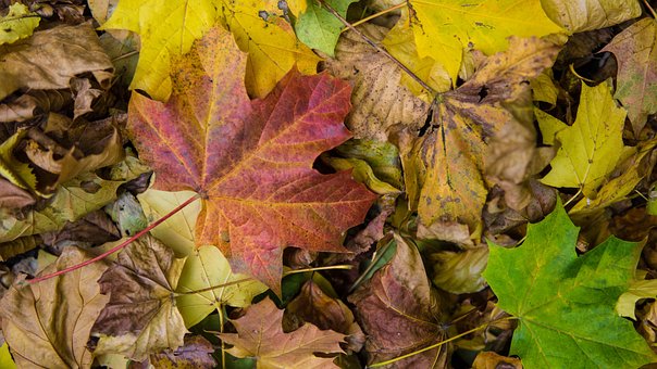 Free Autumn Leaf Leaf photo and picture