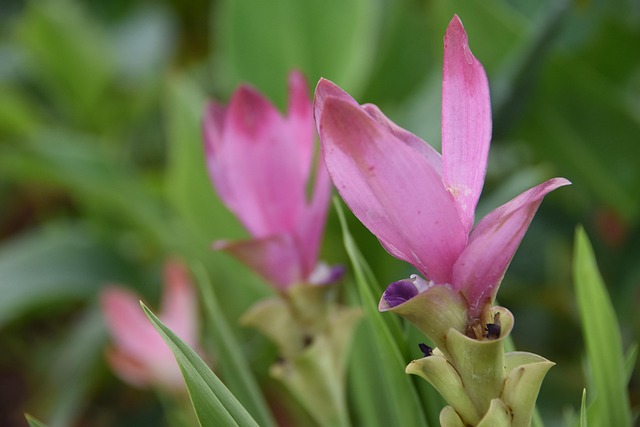 Free Siam Tulip Flower photo and picture