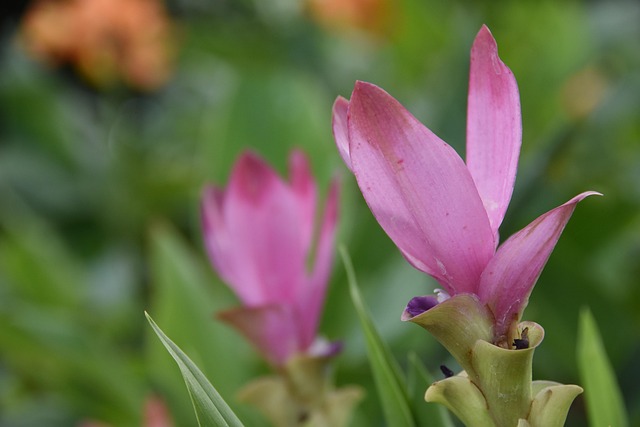 Free Siam Tulip Flower photo and picture
