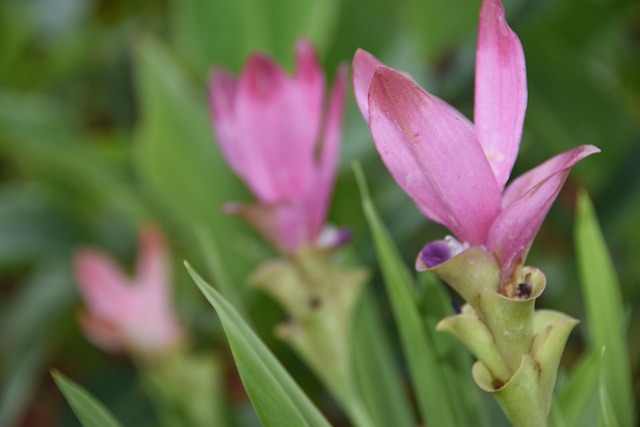 Free Siam Tulip Flower photo and picture