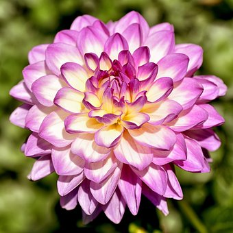 Free Flower Flower Background photo and picture