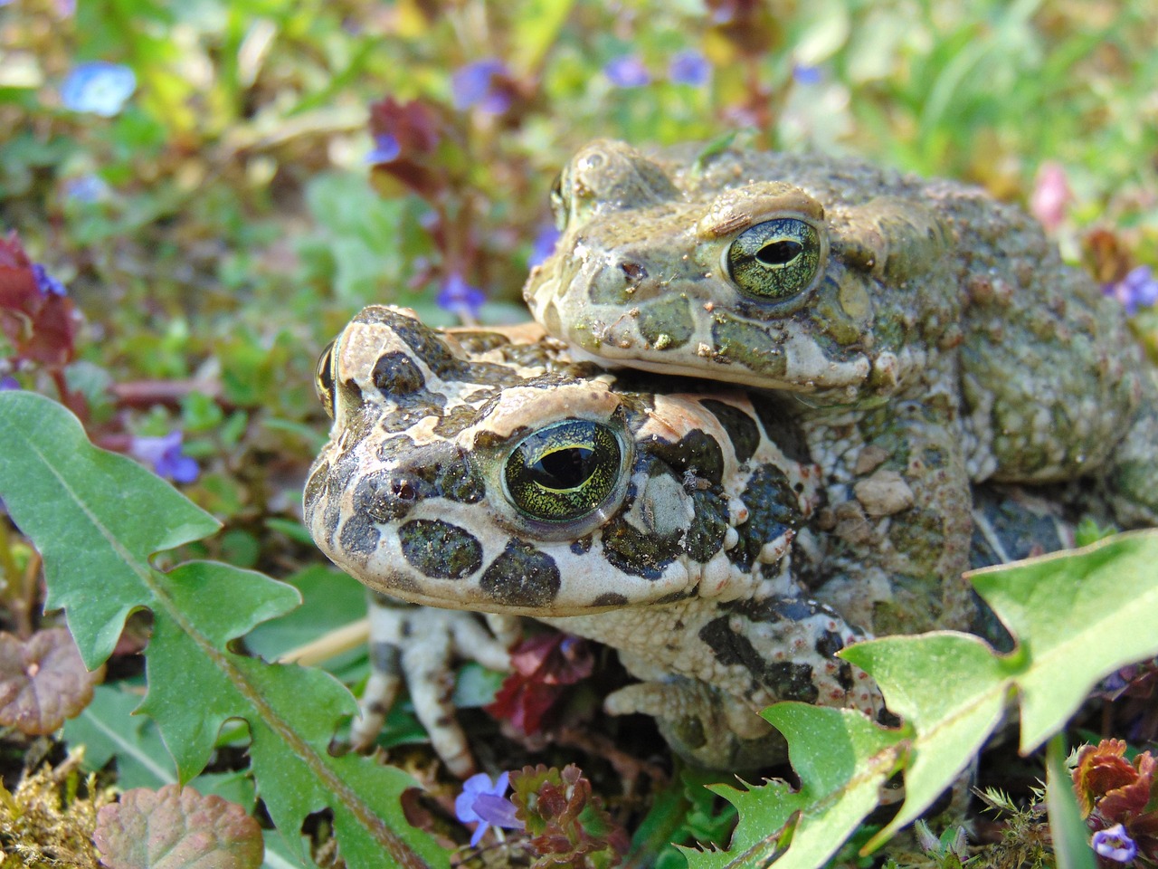Frog Spring Nature - Free photo on Pixabay - Pixabay