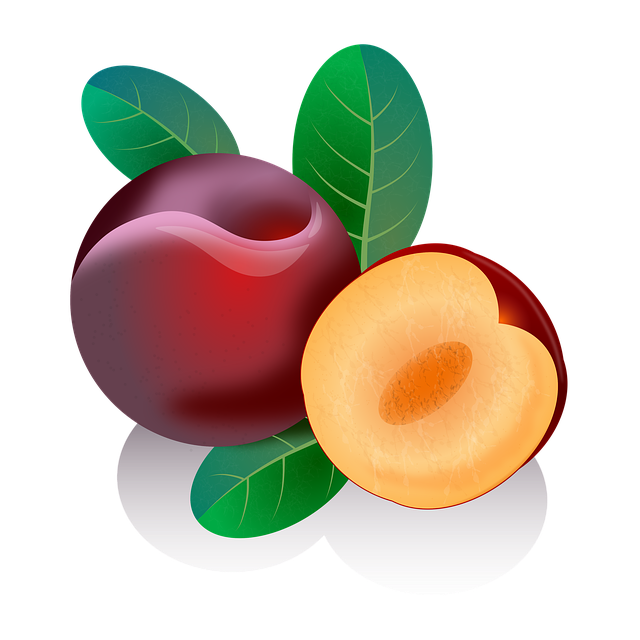 Free plum fruits red illustration