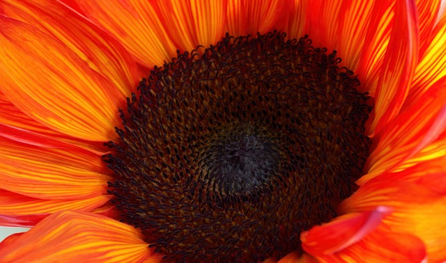 Free Flower Sunflower photo and picture