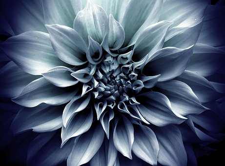 Free Flower Macro photo and picture