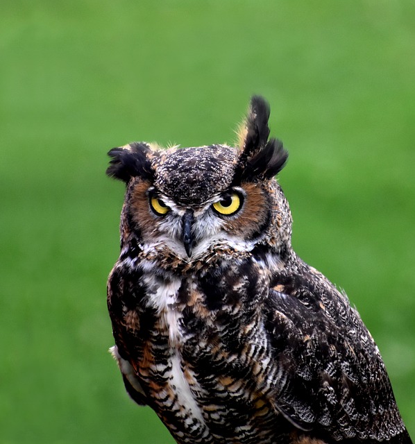 Free Owl Animal photo and picture