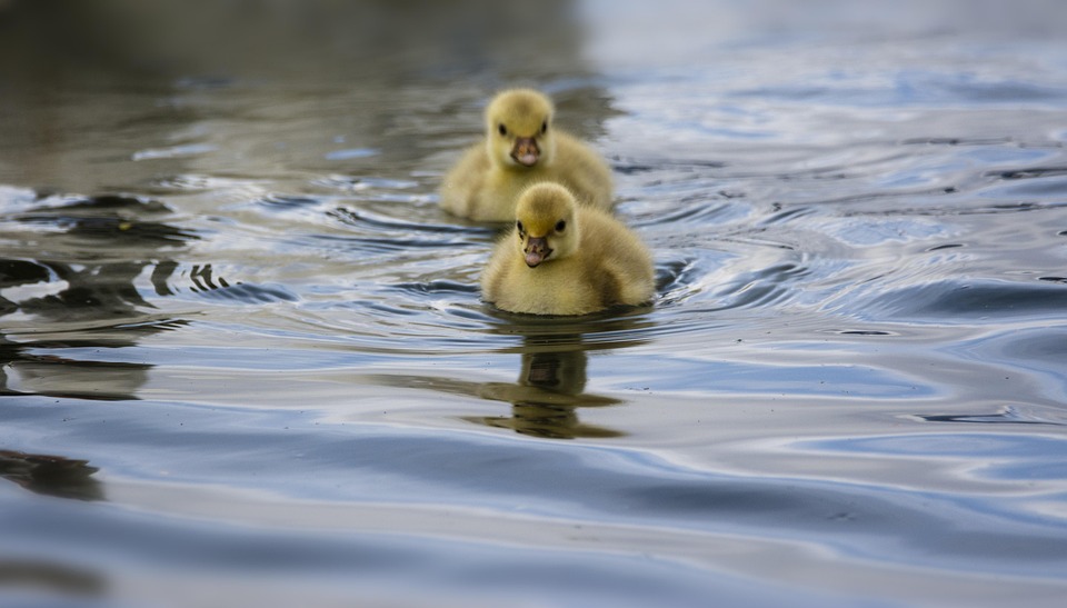 1000 Gambar Burung Anak Kecil Lucu HD Terbaru 1000 Gambar Burung Anak Kecil Lucu HD Terbaru
