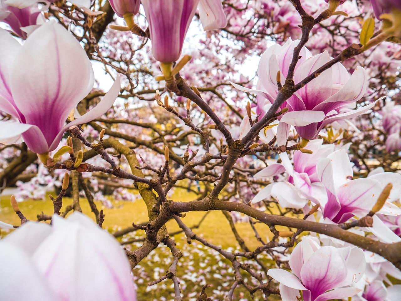 Magnolias Blossom Bloom Free photo on Pixabay Pixabay