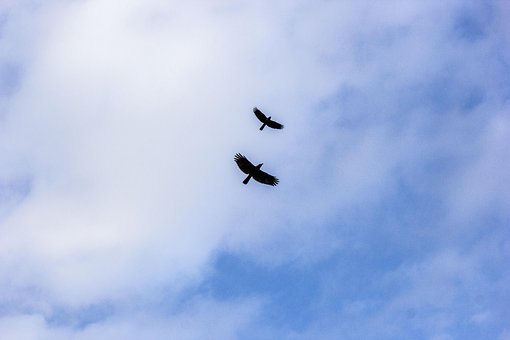 Free Birds Sky photo and picture