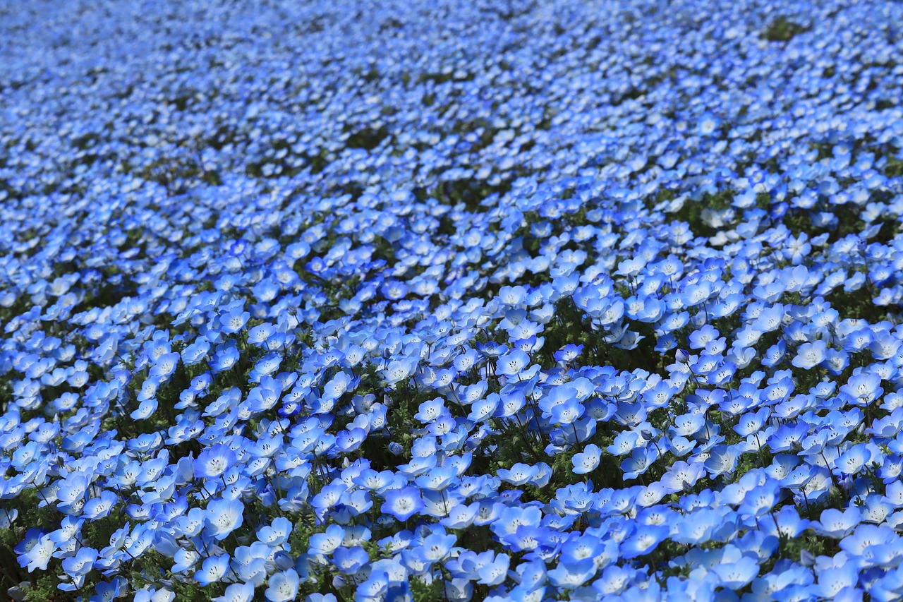 Natural Plant Flowers - Free photo on Pixabay - Pixabay