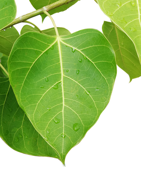 Folha, Bai Thi, Plantar, Natureza, Verão