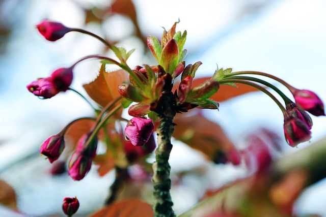 Free Budding Spring photo and picture