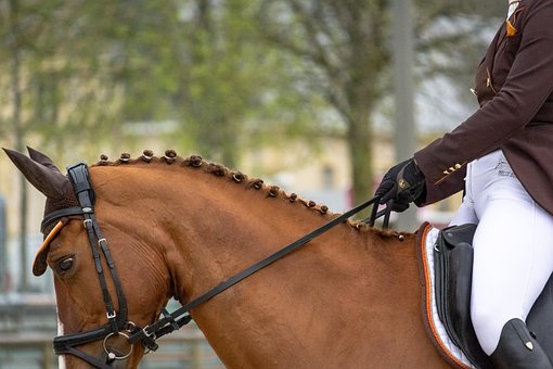 Free Horses Horse photo and picture