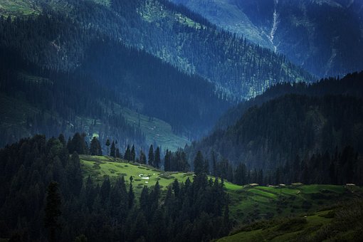 Free Jungle Woods photo and picture