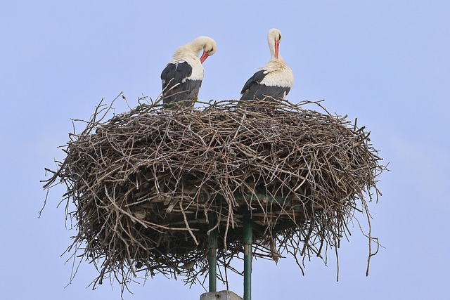Ooievaar, Vogel, Nest, Eerstejaars, Par