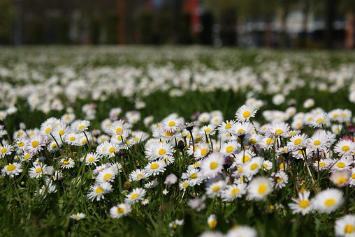Free Flowers Flower Wallpaper photo and picture