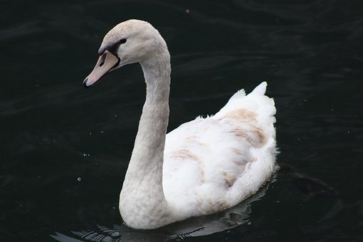 Free Swan White Swan photo and picture