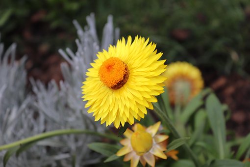 Free Yellow Flower Detail photo and picture