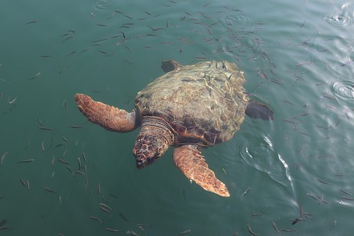 Free Caretta Caretta Caretta photo and picture