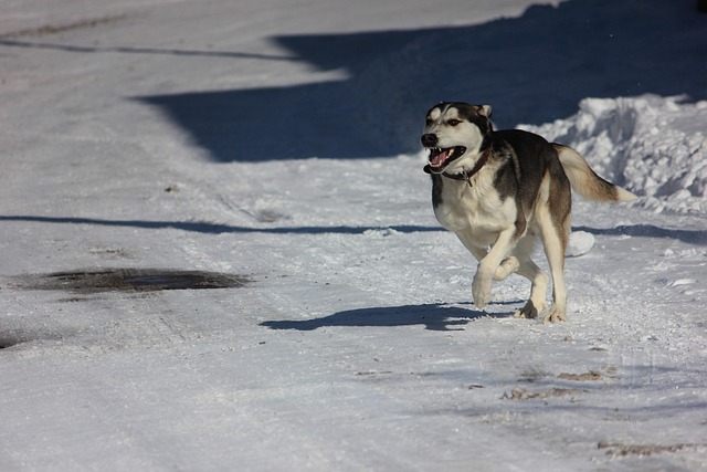 Free Winter Dog photo and picture