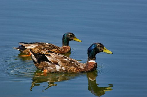 Free Duck Mallard photo and picture