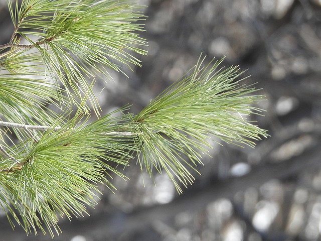Free Pine Winter photo and picture