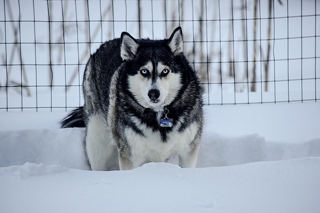 Free Husky Winter photo and picture